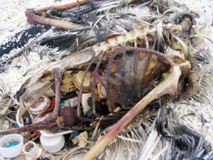 Adult Albatross died from ingesting plastic